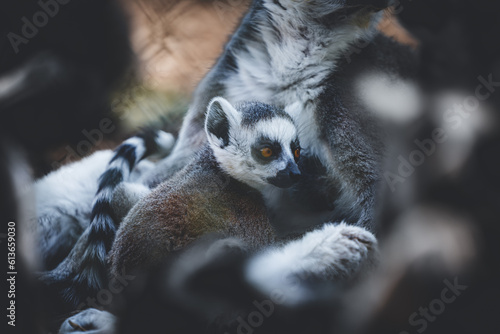  baby ring lemur in the arms of parent lemur amongst his troop