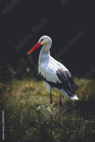 white stork looking sideways in a field while looking for food