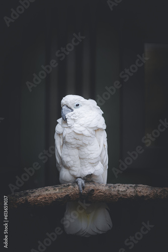 large white cockatoo parrot on a branch in the zoo