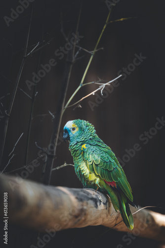 parrot green on a tree branch colorful