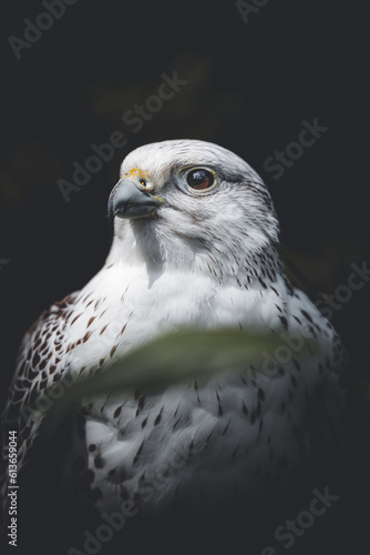portrait of an white eagle behind foilage
