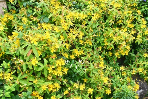 Chinese hypericum ( Hypericum monogynum ) flowers. Hypericaceae shrub. Bright yellow five-petaled flowers with many long stamens bloom from June to July.