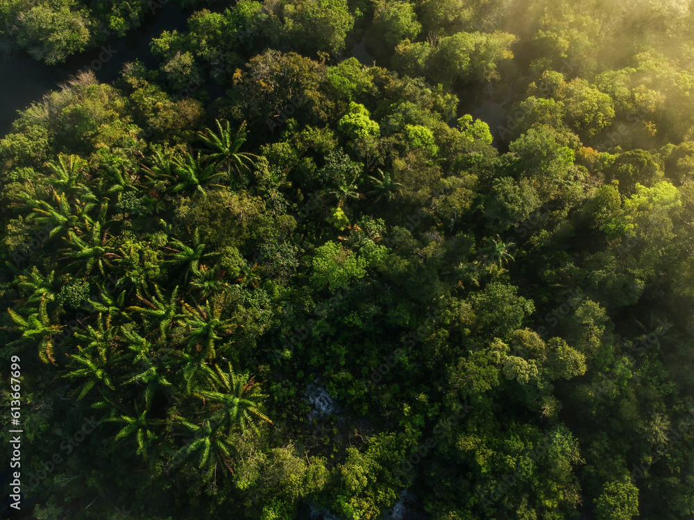Obraz premium Aerial view of the Amazon Rainforest in Brazil