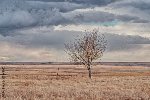Lone tree on the prairie with a dramtic sky