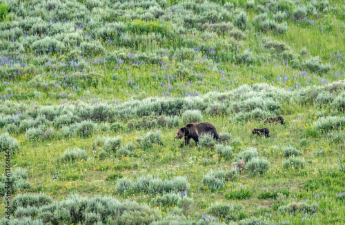 Grizzly Show Walks Across Field With Two Cubs Following Her