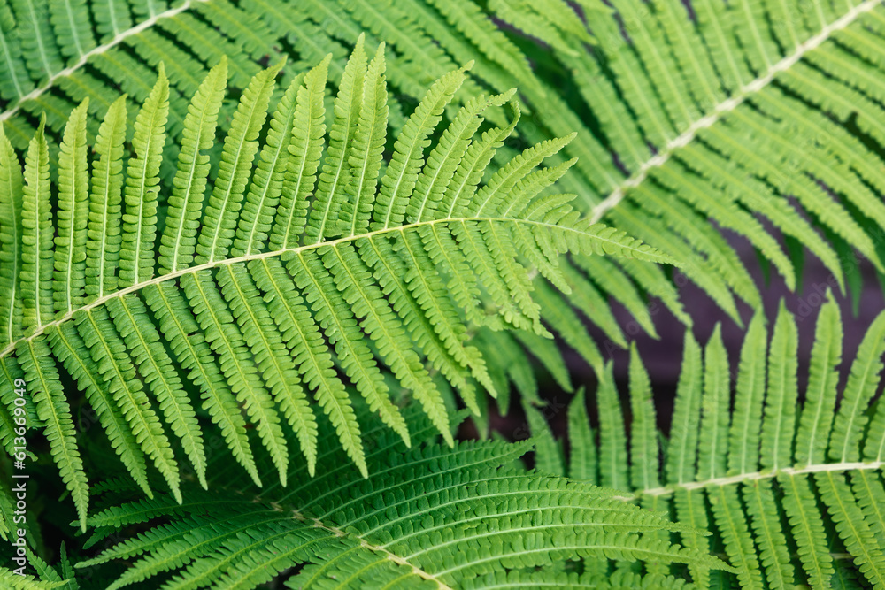 Close up fern leaf with daylight lighting on a green foliage background. Natural ferns pattern. Beautiful tropical background with green fern leaves. Close up fern leaf with daylight lighting on a green foliage background. Natural ferns pattern. Beautiful tropical background with green fern leaves.