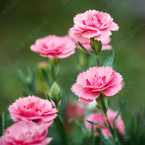 Lush bush of bicolor light and dark pink Dianthus caryophyllus of Caryophyllaceae,also called carnation Doris,growing in garden,on sunny day. Selective focus ,close-up, square photo