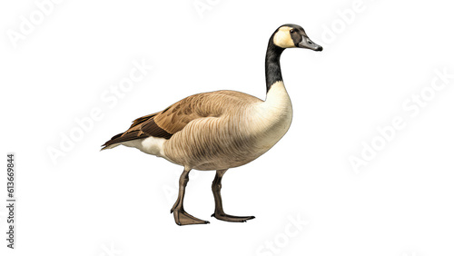 Canada Goose bird isolated on transparent background created with generative AI technology