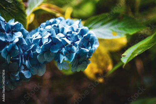 Fototapeta Naklejka Na Ścianę i Meble -  Beautiful blue flowers photographed at a picturesque overgrown waterfall in Madeira rainforest. Levada of Caldeirão Verde, Madeira Island, Portugal, Europe.