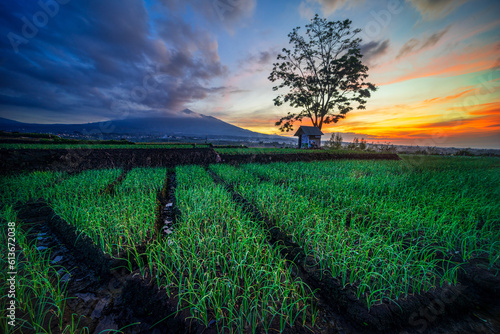 Sunrise view on shallot crop fields with arjuno mountain in the background