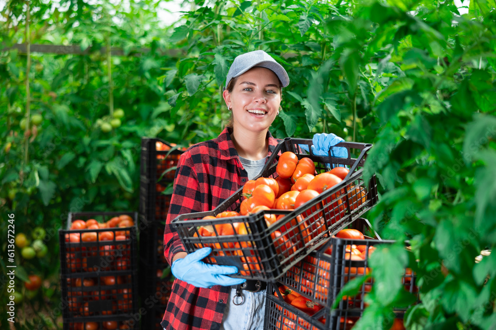 Fototapeta premium Positive female seasonal worker engaged in harvesting posing near boxes with tomato harvest in glasshouse on vegetable farm land