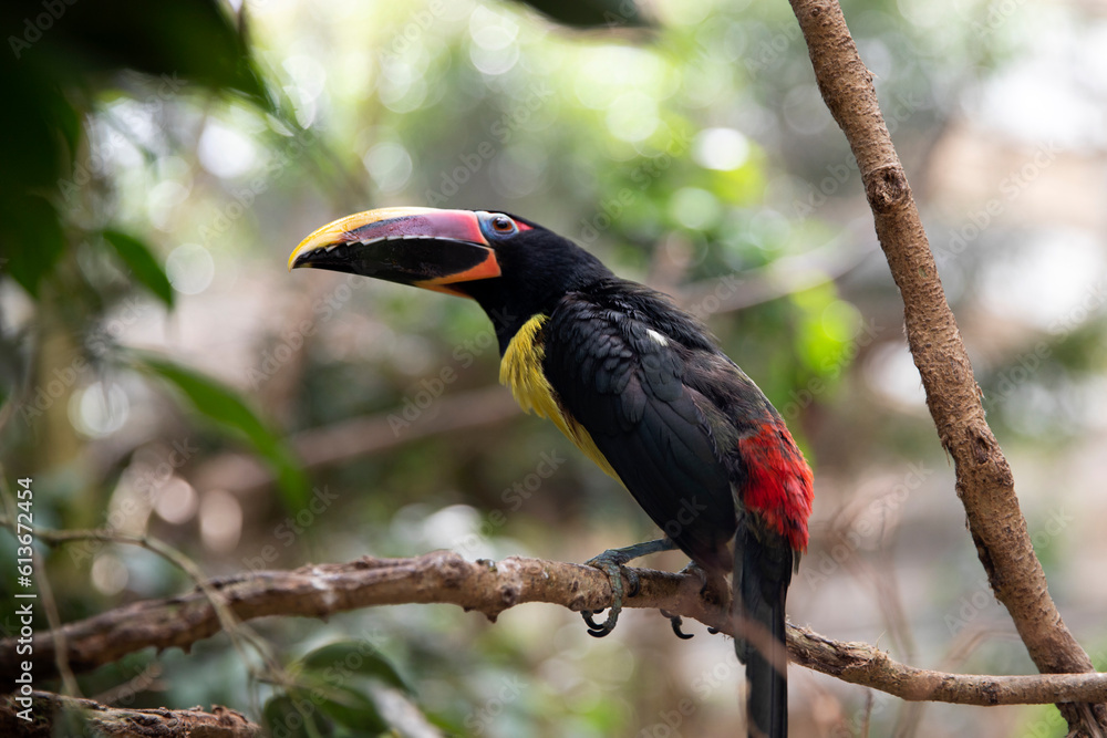 Toucans are a family of woodpecker birds. Toucan sits on a tree, there is a place for text Toucans are a family of woodpecker birds. Toucan sits on a tree, there is a place for text