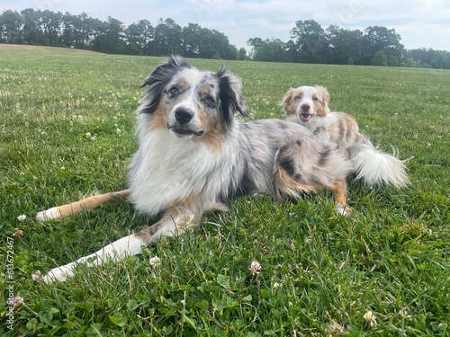 Dog on the grass