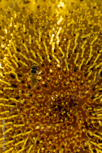 Blooming Yellow Sunflower with Bee and Pollen