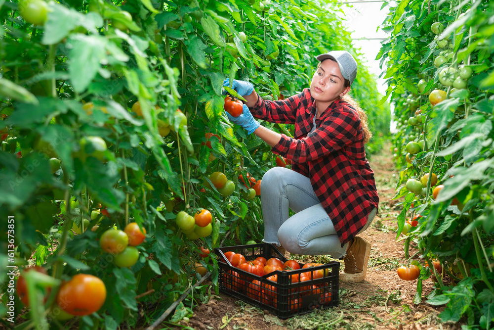 Fototapeta premium Interested young female farm worker gathering crop of organic red tomatoes on vegetable plantation. Summer harvest time..