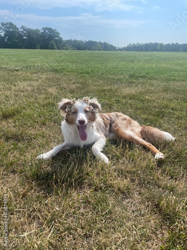 Dog on the grass