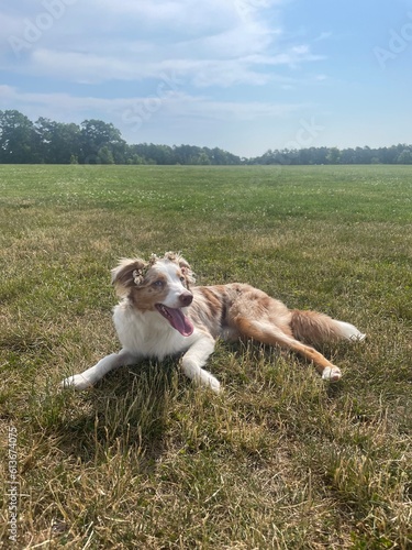 Dog on the grass