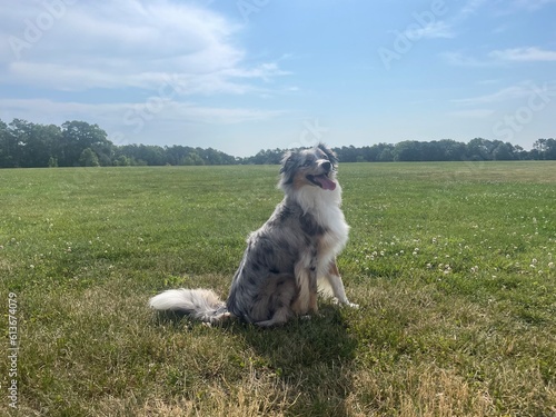 Dog on the grass