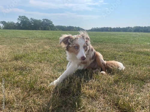 Dog on the grass