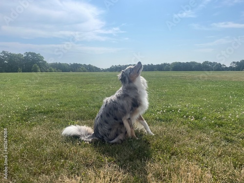 Dog on the grass
