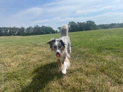 Dog on the grass