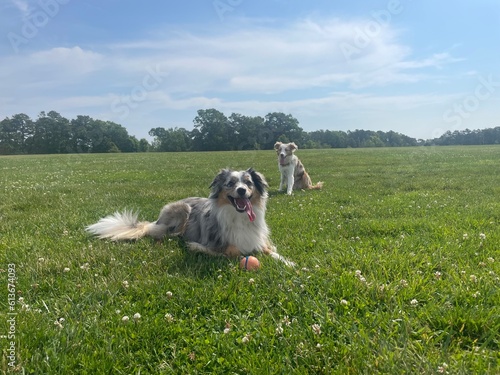 Dog on the grass