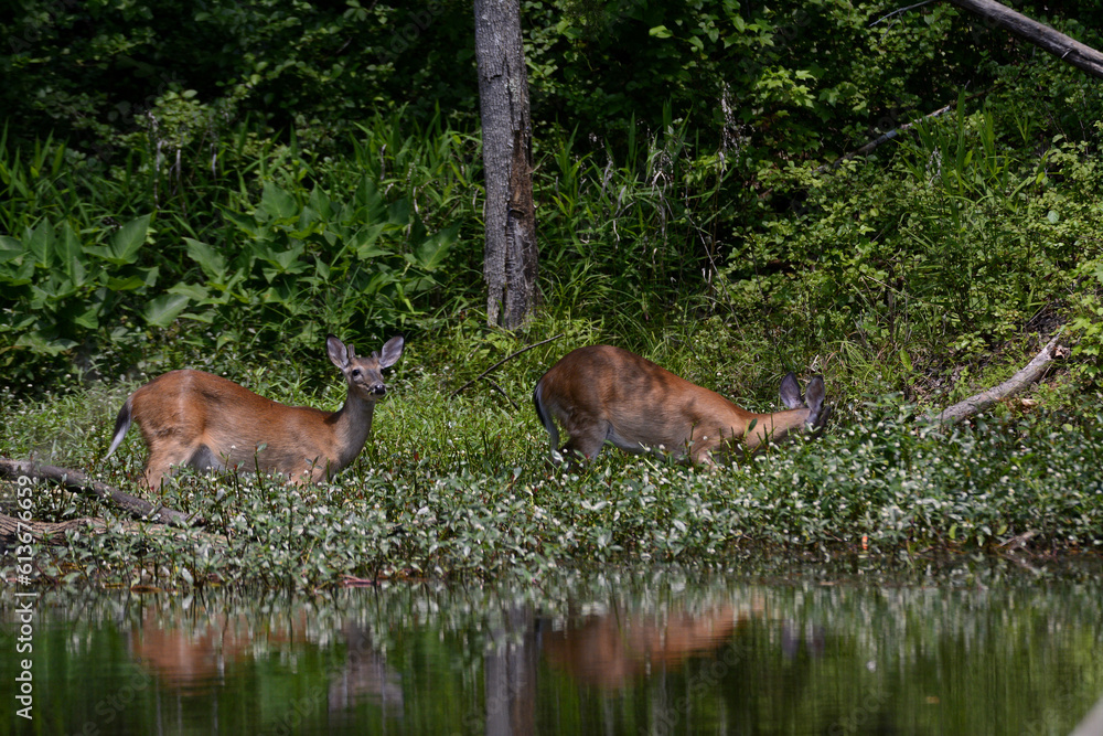 Two Juvenile male deer in shallow lake water