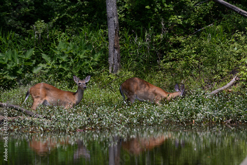 Two Juvenile male deer in shallow lake water