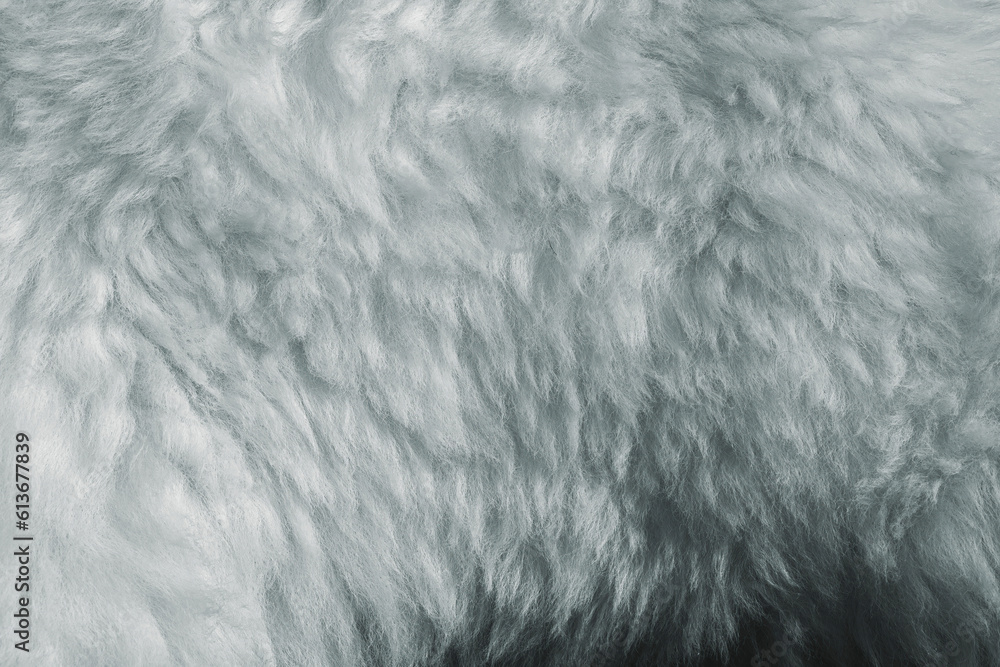 Sheep skin structure.Close up of sheep fur. Sheep skin structure.Close up of sheep fur.