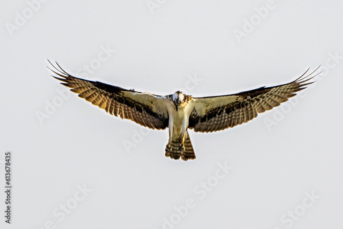 osprey in flight