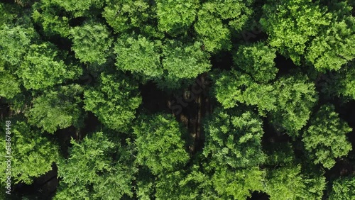 Top down deciduous forest greenwood aerial shot. Drone flying above lush crown trees green treetops. Zoom out rotation camera movement, natural texture background. Flyover woods, natural pattern
