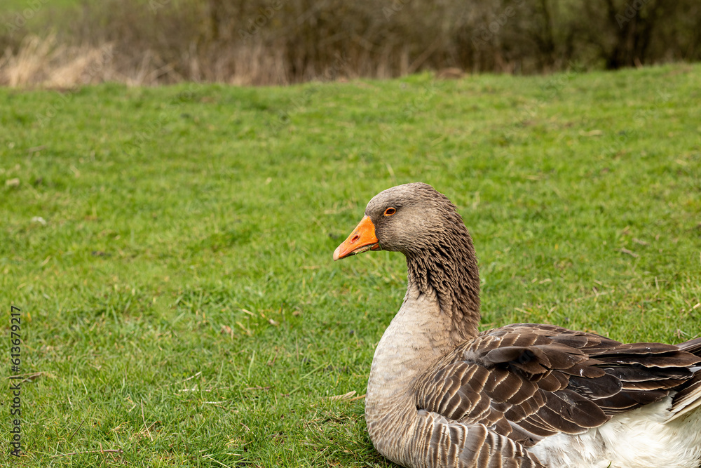 Fototapeta premium Brown goose resting on green field.High quality photo