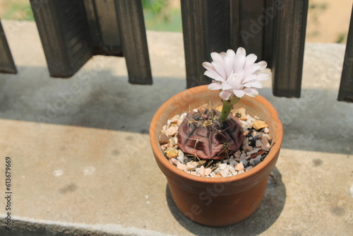 The white flowers of the cactus in the brown pot are blooming in the daytime.