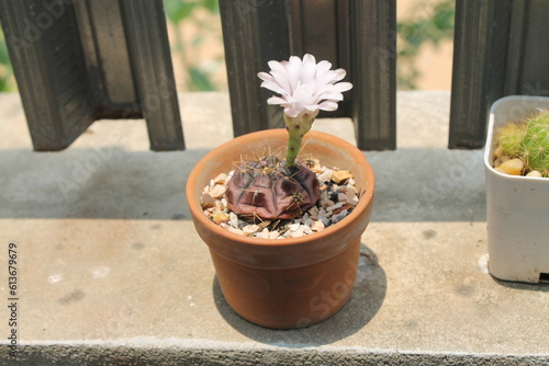 The white flowers of the cactus in the brown pot are blooming in the daytime.