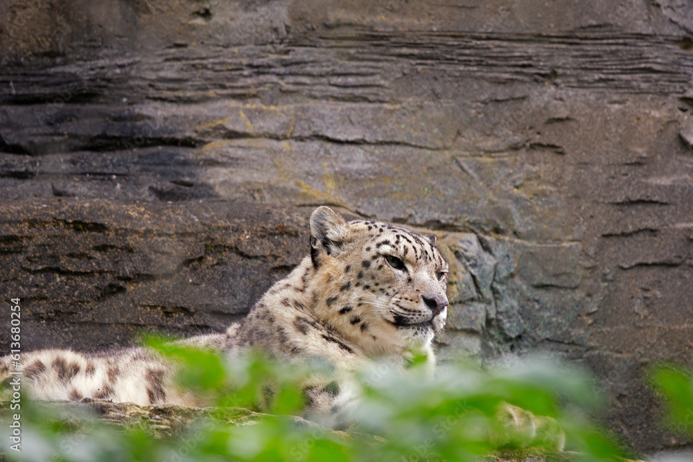 A beautiful snow leopard laying down with foilage in the foreground and a rock face behind. This is a species of large cat in genus Panthera family. Native to Central and South Asia. Space for text.
