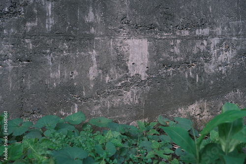 concrete wall background with some green leaves at the bottom