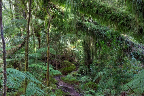 Photo of a peaceful path surrounded by dense greenery in a beautiful Chilean forest