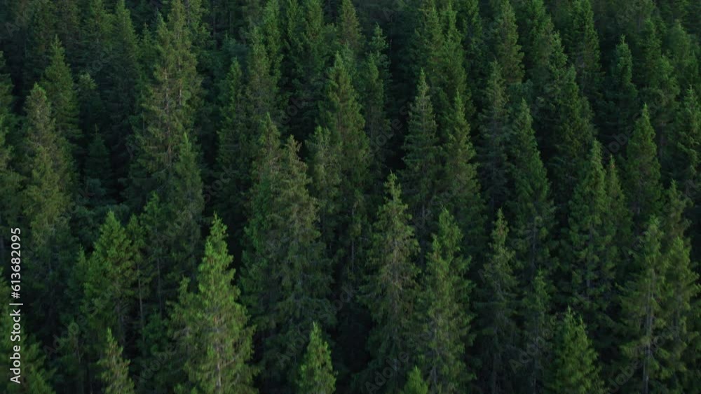 Aerial View Of Green Pine Trees In Aaseral, Norway Aerial View Of Green Pine Trees In Aaseral, Norway