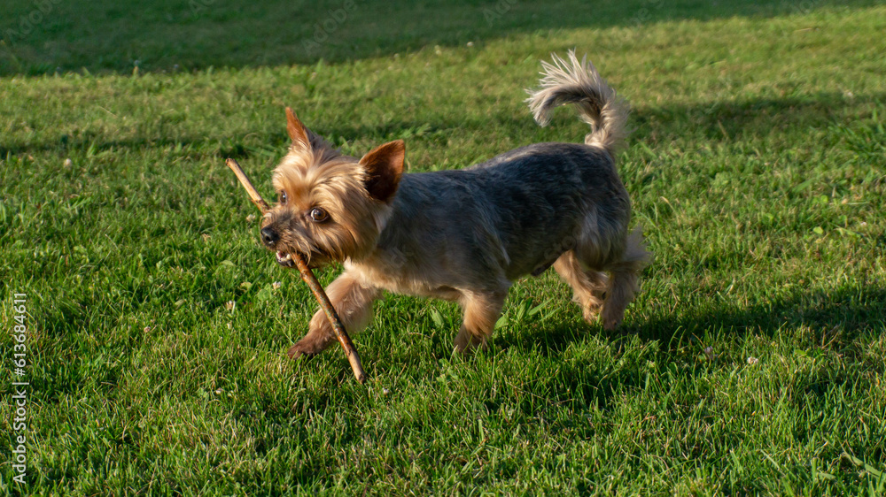 Yorkshire Terrier playing fetch with a stick in mouth. Yorkshire Terrier playing fetch with a stick in mouth.
