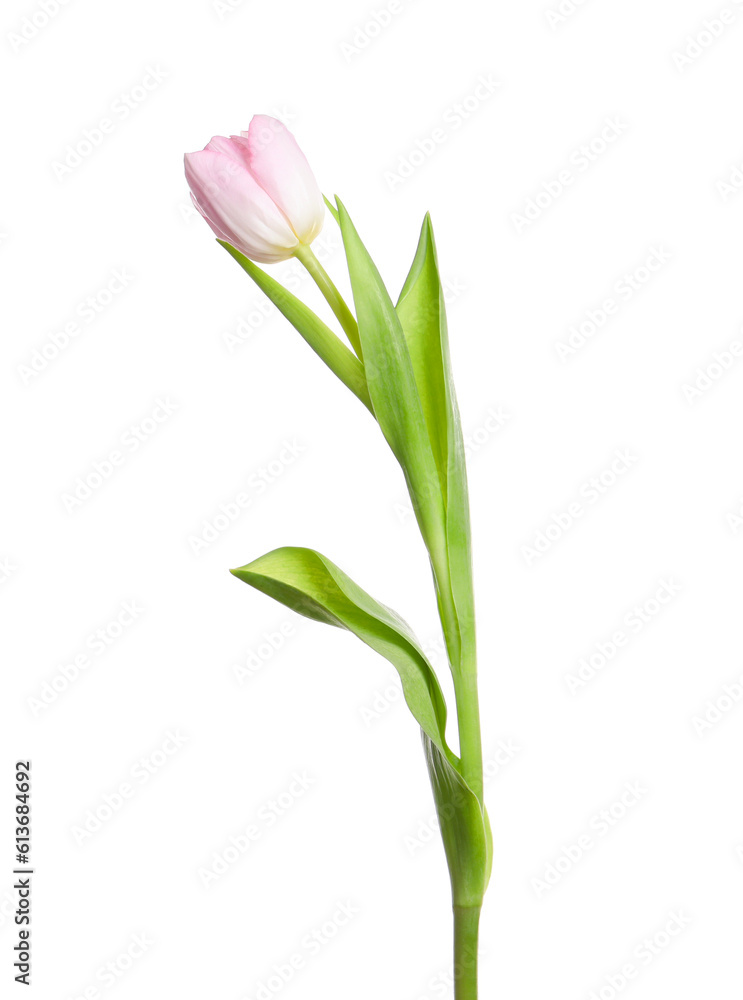 One beautiful delicate tulip isolated on white One beautiful delicate tulip isolated on white