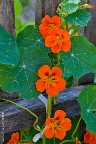 Beautiful flowers of nasturtiums. Nasturtium plants in the garden. Bright flowers in summer. Beautiful orange flower.