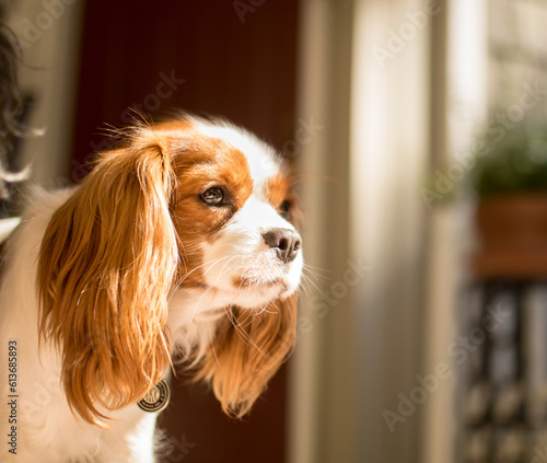 cavalier King Charles, 