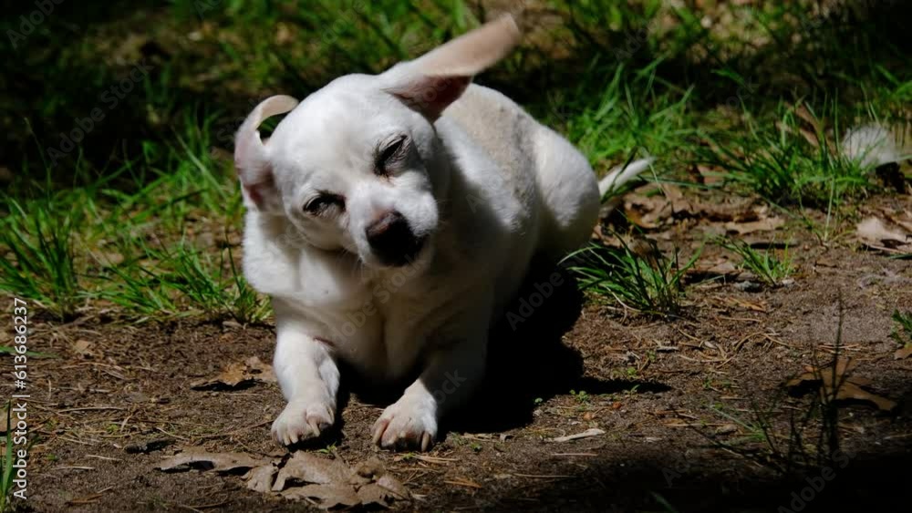 Close up of slightly obese white chihuahua laying in the sun with shadow area while relaxing in the yard. Close up of slightly obese white chihuahua laying in the sun with shadow area while relaxing in the yard.