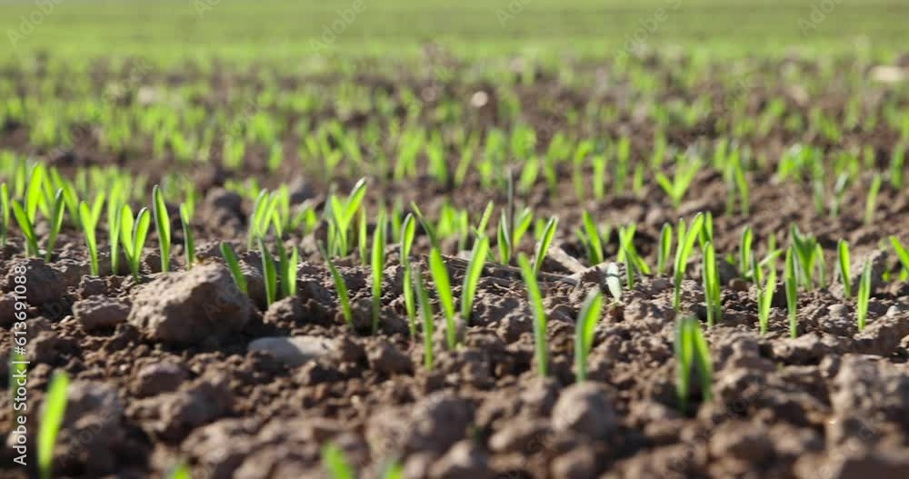 agricultural field with green signs in the spring season, green young wheat sprouts on the agricultural field agricultural field with green signs in the spring season, green young wheat sprouts on the agricultural field