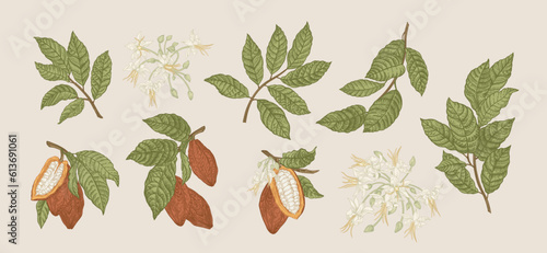 A set of fruits, inflorescences and branches of a cocoa tree. Vector botanical illustration. Colorful