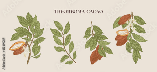 Set of cocoa tree plants. Fruits, leaves,. Vector botanical illustration. Colorful