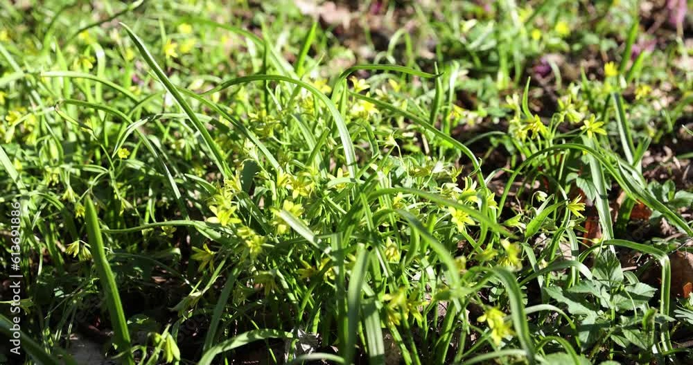 green grass and small yellow flowers in the spring season, beautiful green grass in the sunlight in the spring season green grass and small yellow flowers in the spring season, beautiful green grass in the sunlight in the spring season
