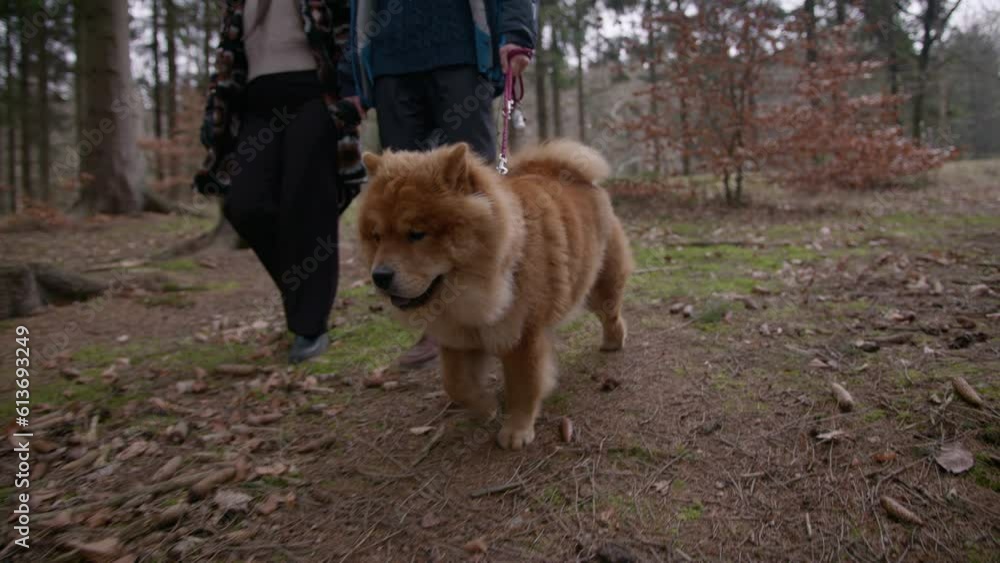 Couple Walking With Their Chow Chow Dog In A Park Couple Walking With Their Chow Chow Dog In A Park