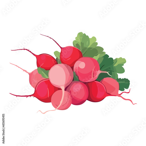 Fresh organic vegetables radish for healthy eating