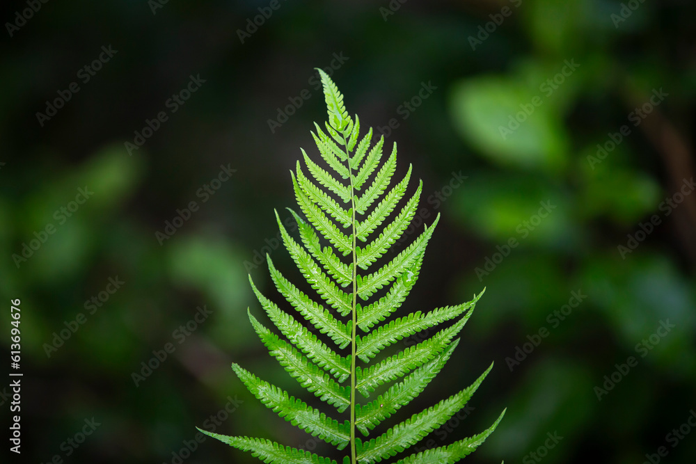 green fern leaves in the forest, shallow depth of field.